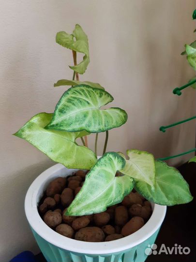 Сингониум комнатное растение