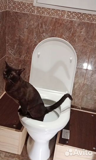 Система приучения кошек к унитазу