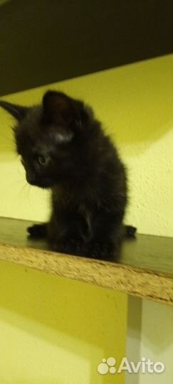 Котенок в дар