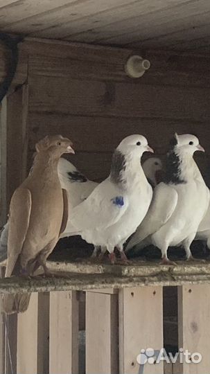Бойные голуби