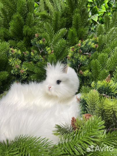 Мини кролик ручной