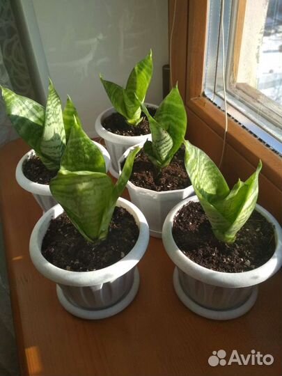 Сансевиерия карликовая