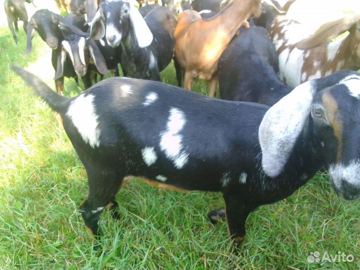 Нубийские козлята