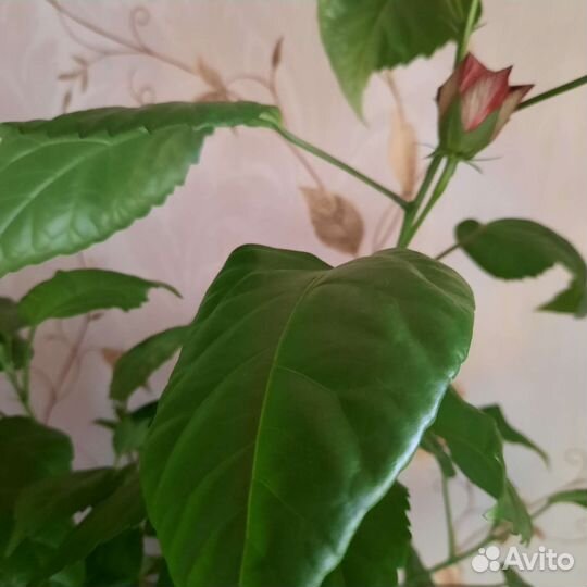 Гибискус(китайская роза)