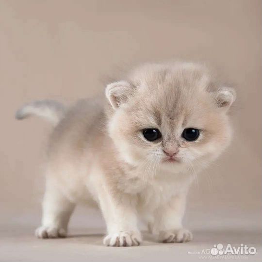 Мальчик голубое золото Gucci Apple Wood