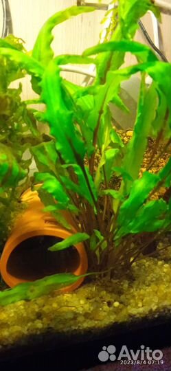 Гуппи, ракушки