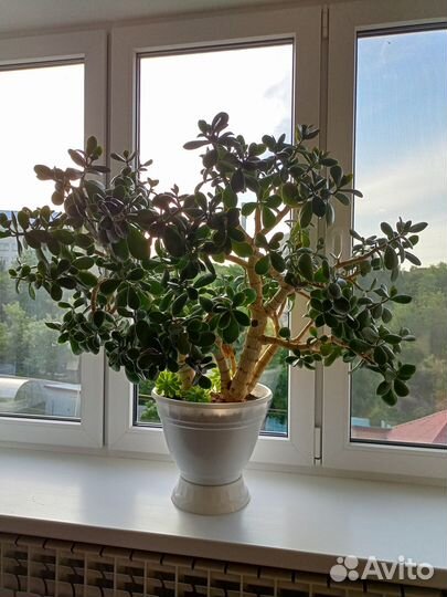 Комнатное растение Денежное дерево