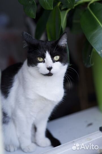 Прекрасная Жозефина (кошка)