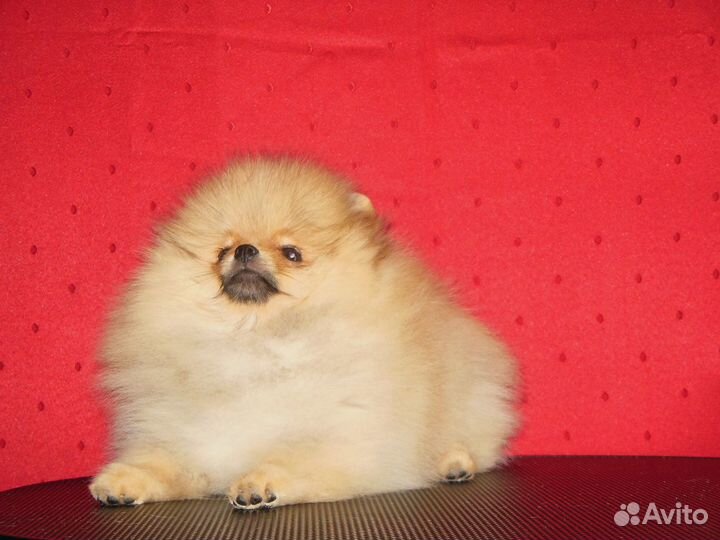 Шпицы — волшебные померанчики