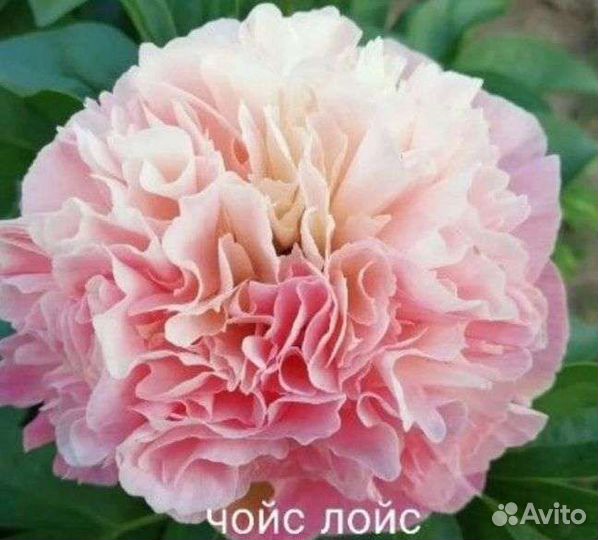 Пионы древовидные и гибриды