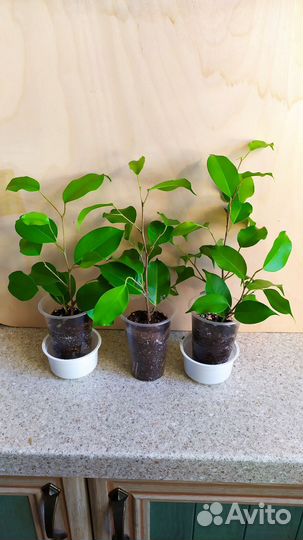 Фикусы разные