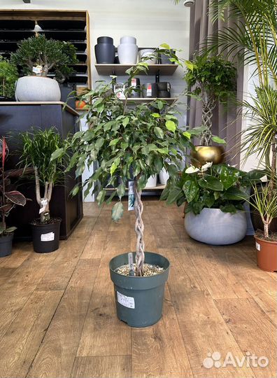 Фикус Бенджамина 110 см