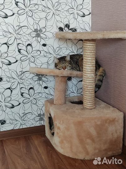 Кошки в добрые руки бесплатно