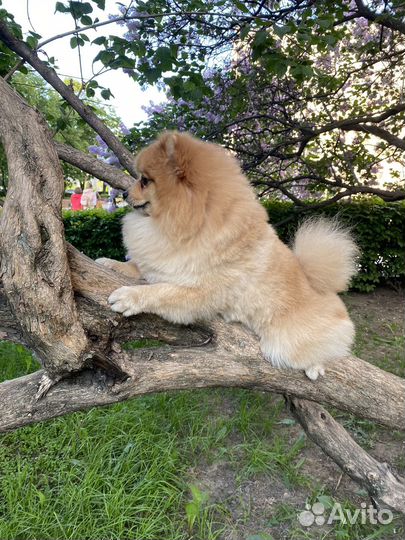 Немецкий шпиц вязка