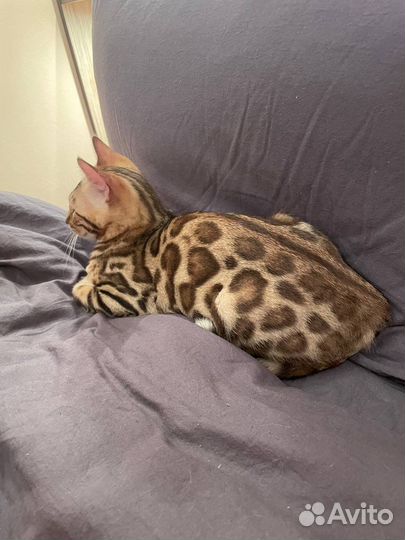 Бенгальские котята