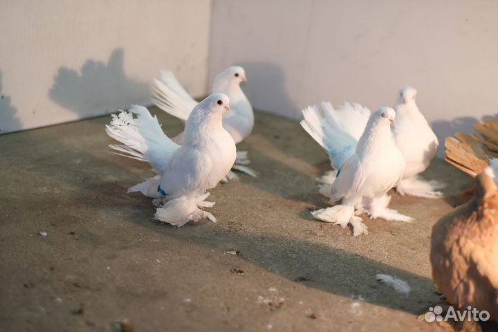 Продам голубей