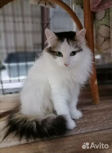 Кошка Муся ищет дом