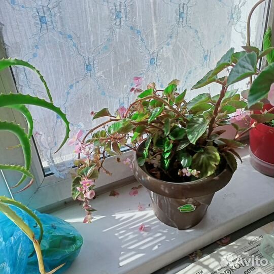 Комнатные цветы бесплатно