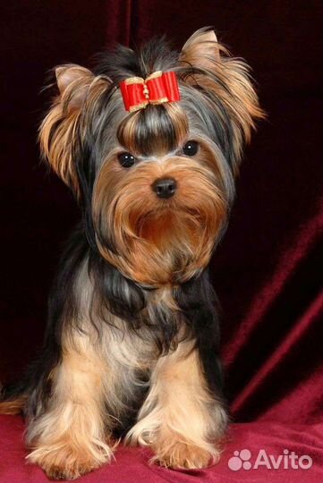 Стрижка-груминг собак мелких пород