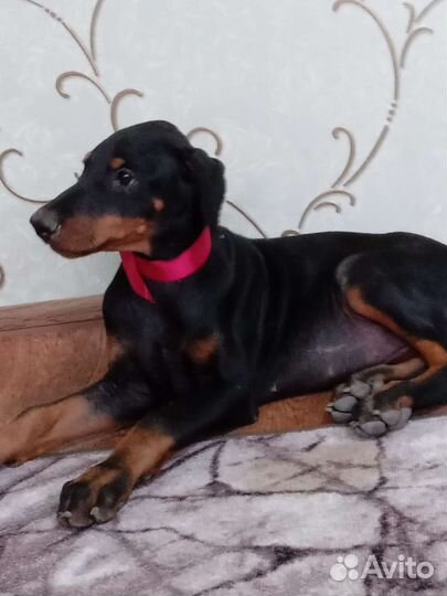 Щенки добермана