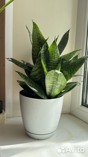 Сансевиерия щучий хвост
