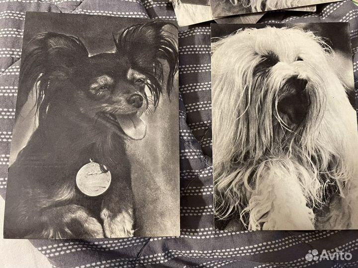 Набор почтовых открыток СССР «Собаки»