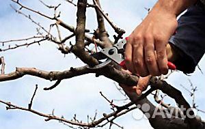 Обрезка плодовых деревьев. Обработка сада