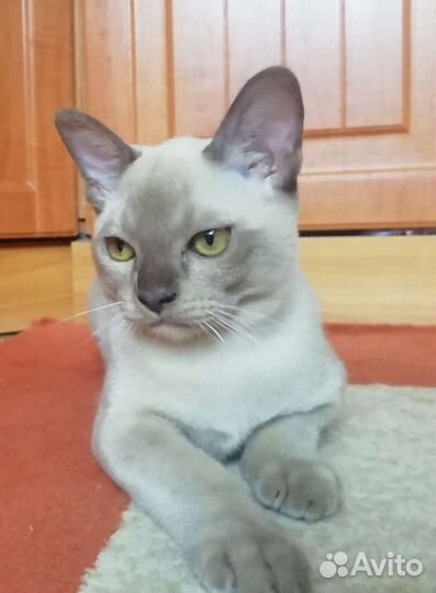 Котята бурмы