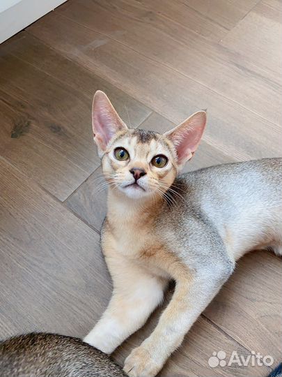 Абики окрас black silver со всеми документами