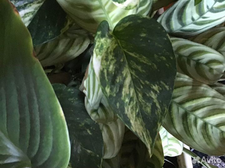 Комнатные растения