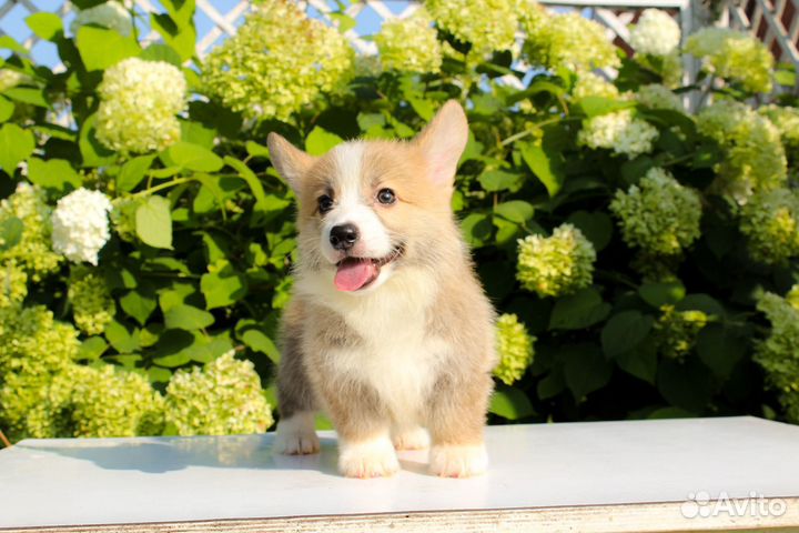 Щенки корги