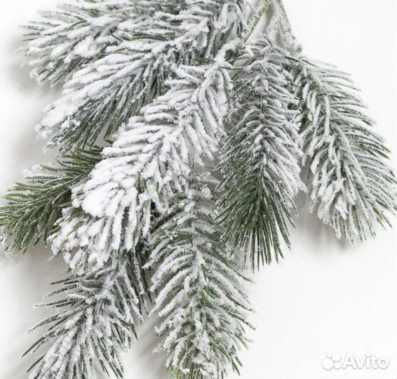 Ягоды на ветке