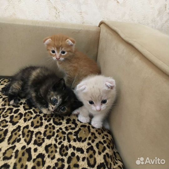 Котята в дар