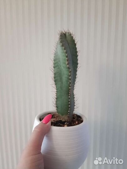 Алоэ, эчеверия и др