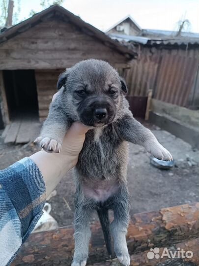 Щенки бесплатно
