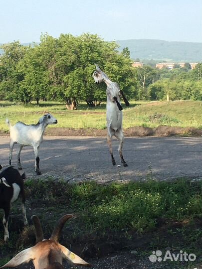 Козел нубийский