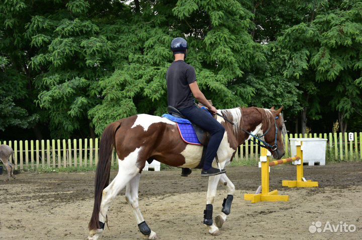 Прокат/фотосессия/походы на лошадях