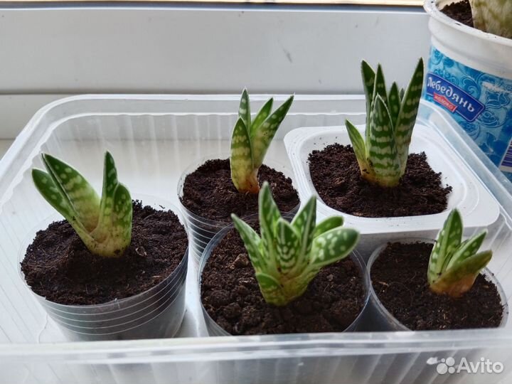 Алоэ тигровое