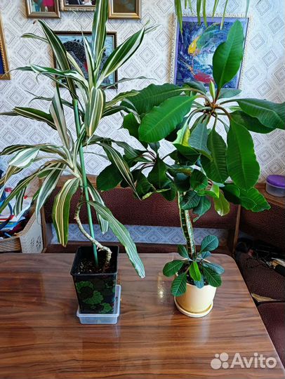 Пальма драцена и кактус молочай беложильчатый