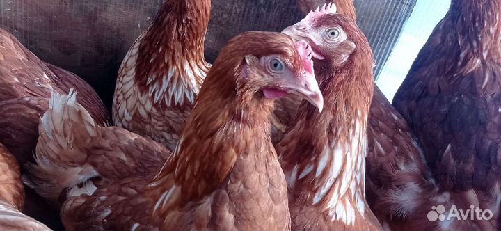 Куры молодки несушки