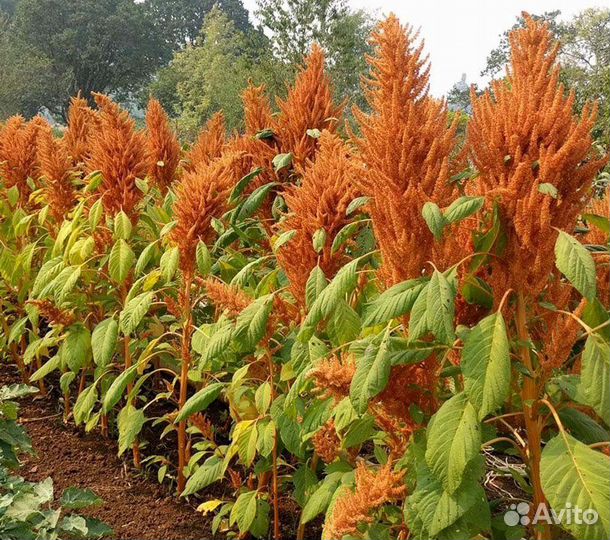 Амарант гигантские сорта