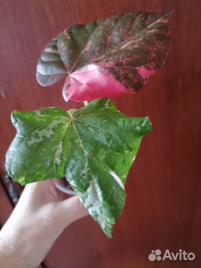 Продаю гибискусы