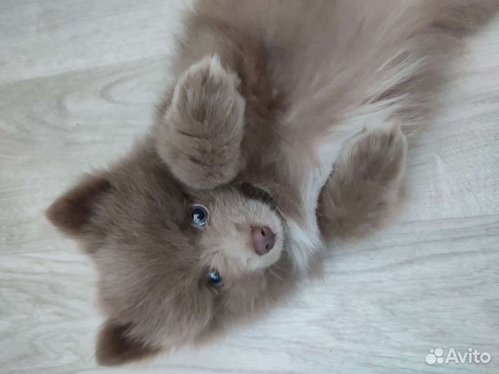 Немецкий шпиц щенок