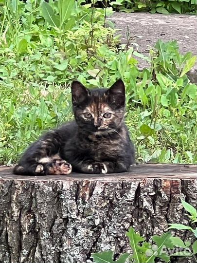 Две сестрички в дар