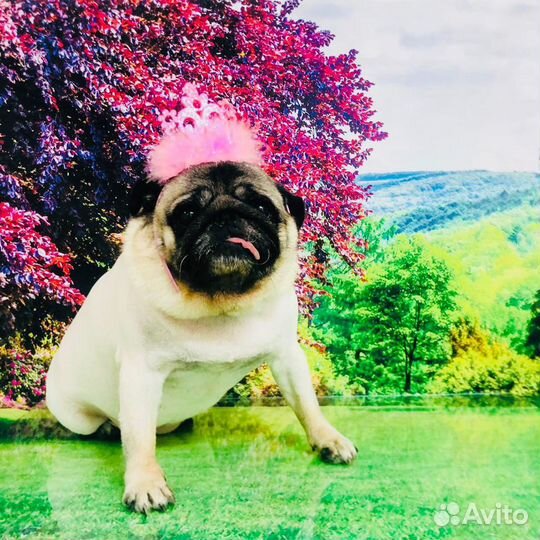 Стрижка собак и кошек