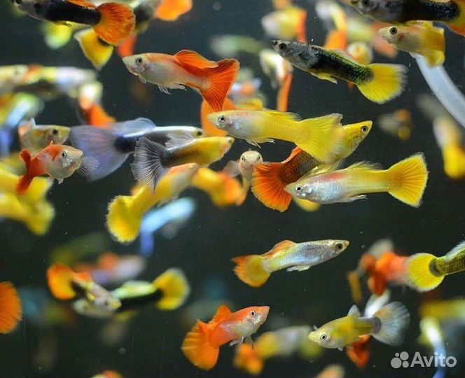 Аквариумные рыбки гуппи