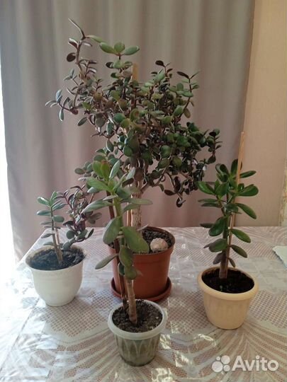 Комнатные растения.Денежное дерево