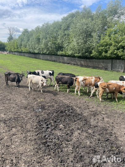 Коровы и телки