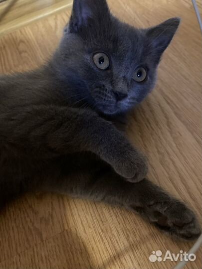 Британские котята