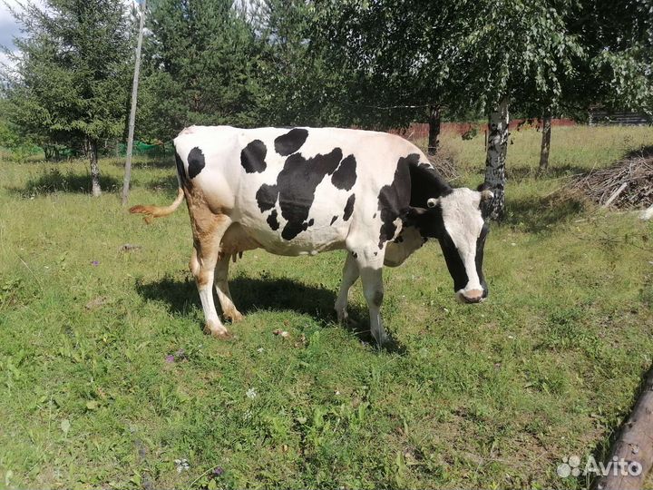 Коровы, нетели, быки, телята